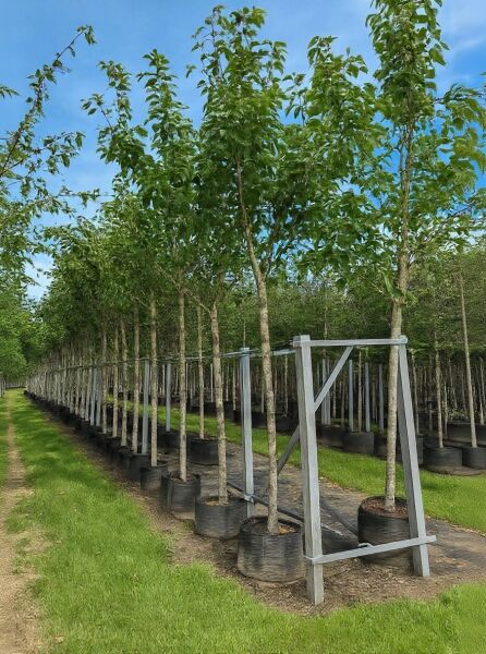 Prunus serrulata 'Kanzan' – Japanische Blütenkirsche, Hochstamm im Container mit Stützpfahl, ca. 225 cm, 16–18 StU
