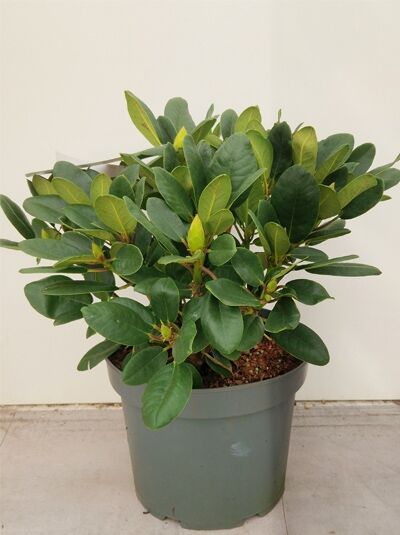 Rhododendron 'Goldkrone' - Rhododendron Hybride 'Goldkrone ®'