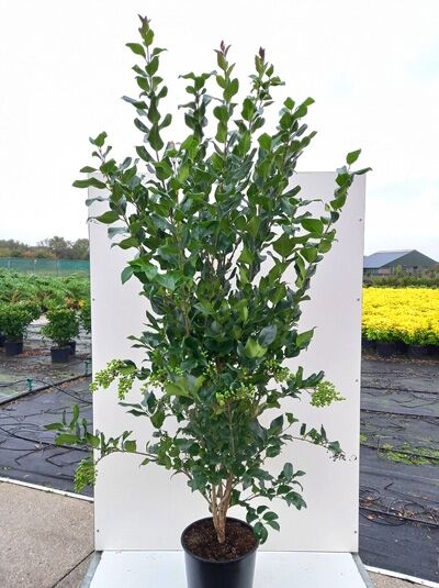 Japanischer Liguster 'Texanum' - Ligustrum japonicum 'Texanum' - Baumschule  NewGarden