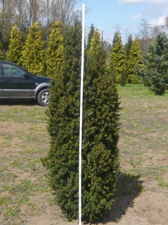 Kegel-Eibe - Taxus baccata 'Overeynderi' - Baumschule NewGarden
