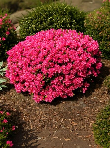 Japanische Azalee 'Melina' (Rhododendron obtusum 'Melina'), Solitär, 90–100 cm Breite, kompakter Strauch mit pinken Blüten