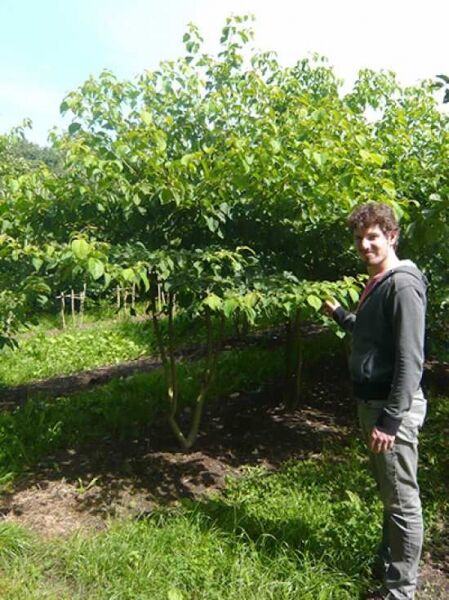 Pagoden-Hartriegel (Cornus controversa) mehrstämmig, 250–300 cm, am Ballen, mit grünem Laub im Freilandbestand.