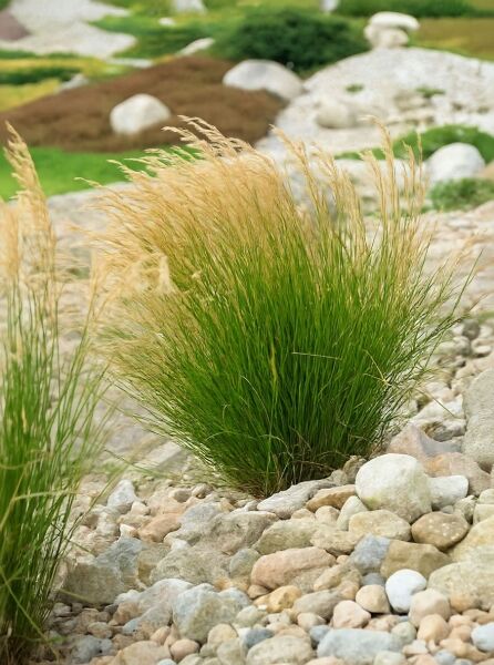 Silberährengras (Stipa calamagrostis / Achnatherum calamagrostis) Horst mit schmalen grünen Blättern und hellen Ährenrispen