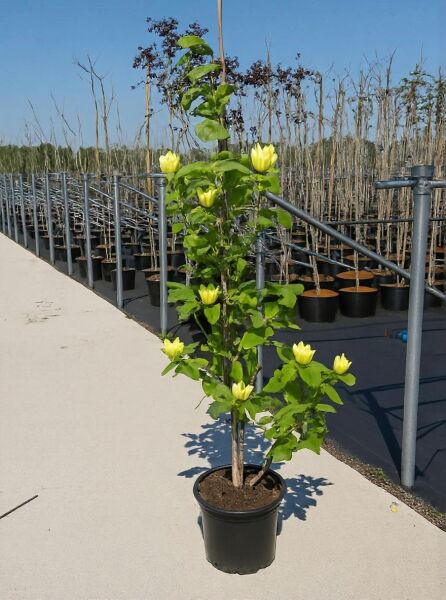 Magnolia brooklynensis 'Yellow Bird' / Magnolie 'Yellow Bird' 150-175 cm C20 im Topf, aufrecht wachsend, mit gelben Blütenknospen