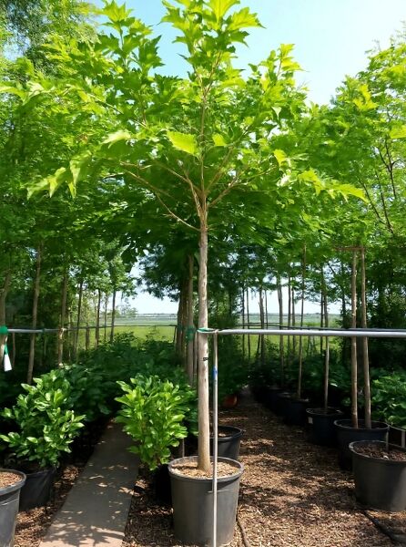 Morus alba 'Macrophylla' (platanifolia), Platanenblättriger Maulbeerbaum 'Macrophylla' Hochstamm im Container mit grüner Krone