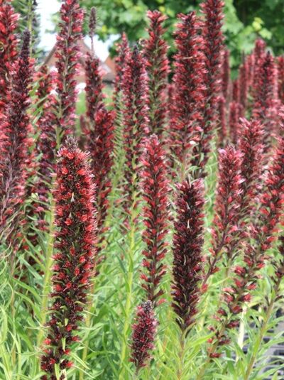 Echium russicum / Russischer Natternkopf