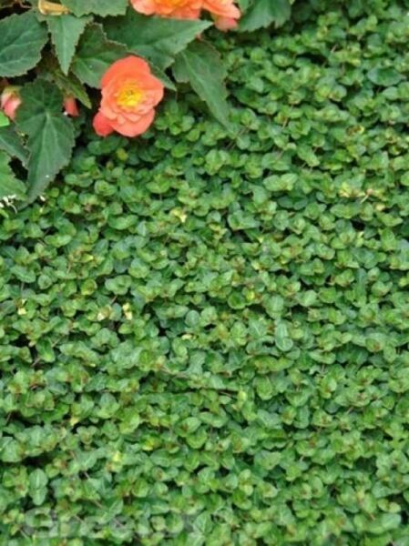 Mitchella repens / Rebhuhnbeere