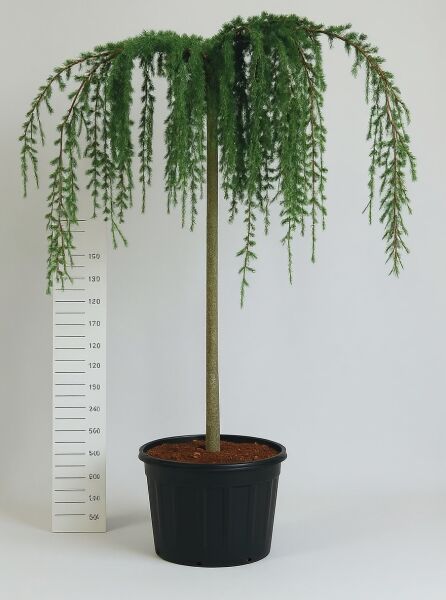 Trauer-Libanon-Zeder Cedrus libani 'Glauca Pendula' Hochstamm 16-18 StU im Container mit überhängenden Zweigen und Nadeln.
