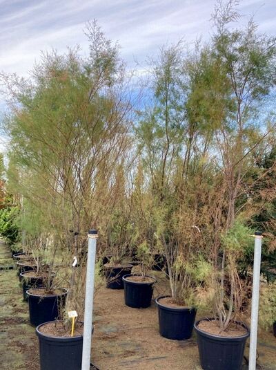Tamarix ramosissima 'Rubra' / Sommertamariske 'Rubra', 250-300 cm, C80, mehrstämmiger Strauch im Container mit feinem Laub.