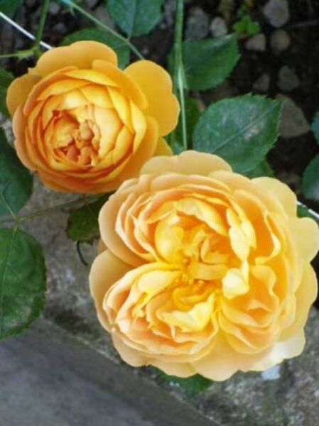 Englische Rose 'Golden Celebration' / Rosa 'Golden Celebration ®'