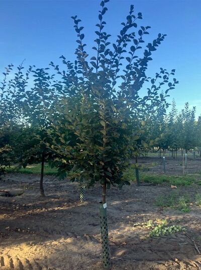 Quitte (Cydonia oblonga) 'Leskovacka' Halbstamm, Baum mit aufrechtem Stamm und verzweigter Krone im Feldbestand