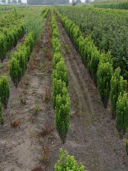 Japanische Säulen-Stechpalme (Ilex crenata 'Fastigiata') 60–80 cm m. B., säulenförmige Pflanzen in Reihen im Feld