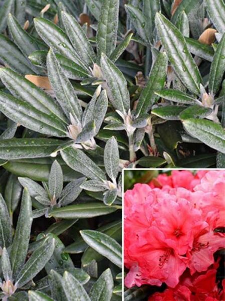 Rhododendron yakushimanum 'Karminkissen®' (Rhododendron 'Karminkissen') mit immergrünen, schmalen Blättern und pinken Blütentrauben