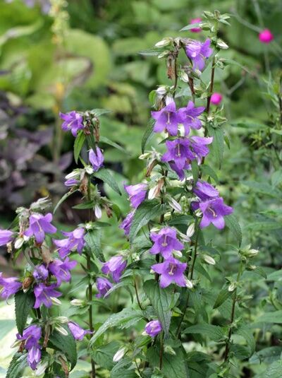 Nesselblättrige Glockenblume  / Nesselblättrige Glockenblume 