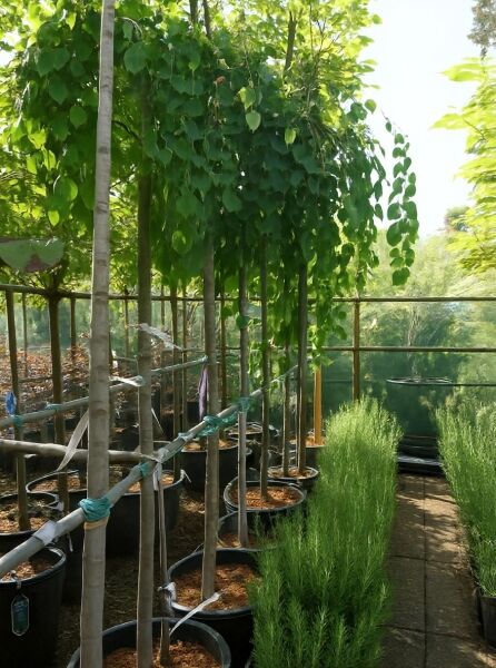 Cercidiphyllum japonicum 'Pendulum' Judasblatt, Hochstamm ca. 180 cm, im Topf, hängender Wuchs mit herzförmigen Blättern.