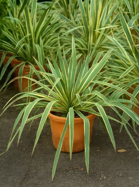Yucca filamentosa 'Bright Edge' / Gelbgestreifte Palmlilie 'Bright Edge' 25-30 cm C7 im Topf mit gelbgrün gestreiften Blättern
