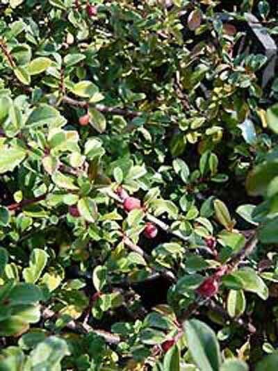 Cotoneaster radicans 'Eichholz' / Kriech-Zwergmispel 'Eichholz'