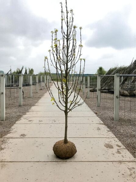 Pyrus communis 'Konferenzbirne' / Birne Konferenzbirne Halbstamm 14-16 StU mit Drahtballen, junger Baum mit Knospen und Zweigen