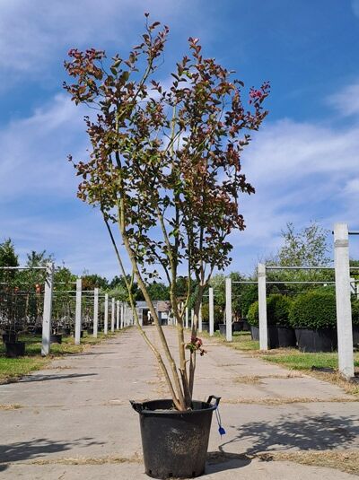 Indische Lagerströmie 'Dynamite' 200-250 cm / Indische Lagerströmie 'Dynamite' 200-250 cm