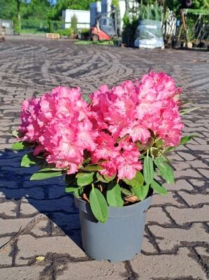 Rhododendron 'Herbstzauber' - Rhododendron yakushimanum 'Herbstzauber'