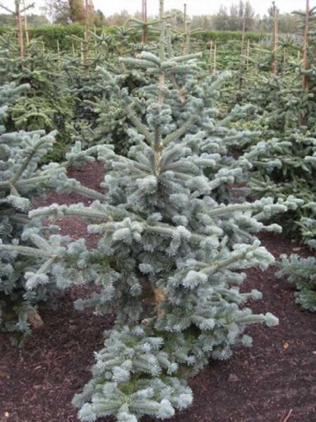Abies lasiocarpa arizonica / Kork-Tanne