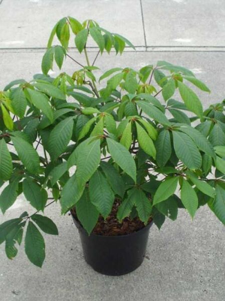 Aesculus parviflora (Strauch-Rosskastanie) 80-100 cm C20, mehrtriebiger Strauch im schwarzen Pflanztopf mit grünem Laub