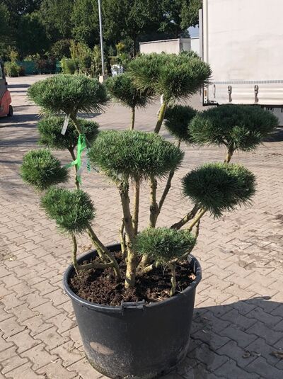 Pinus sylvestris 'Watereri' Breit 100-125cm x Hoch 100-125cm (Nr.1101) / Strauch-Wald-Kiefer (Bonsai) (546663)