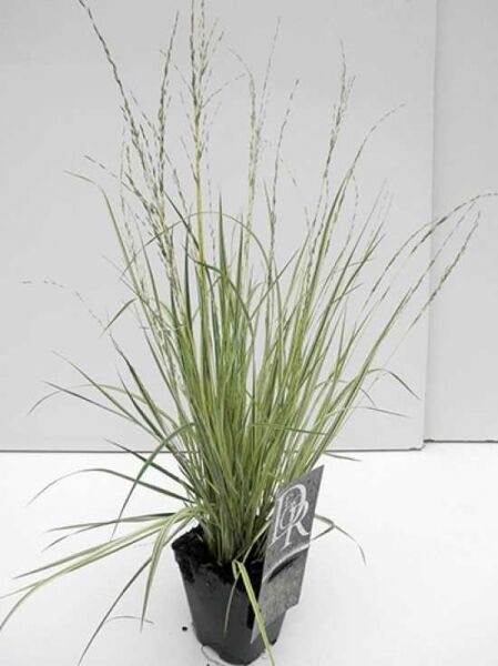 Molinia caerulea 'Variegata' – Gestreiftes Garten-Pfeifengras mit schmalen, grün-weiß gestreiften Halmen im Topf (C1)