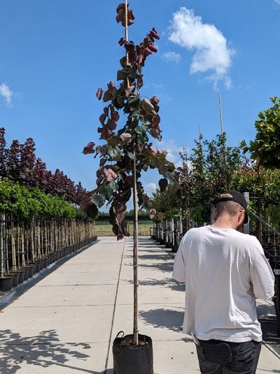 Amerikanischer Judasbaum (Cercis canadensis) 'Forest Pansy' Hochstamm im Container, junger Baum mit dunkelrotem Laub und Stützstab.