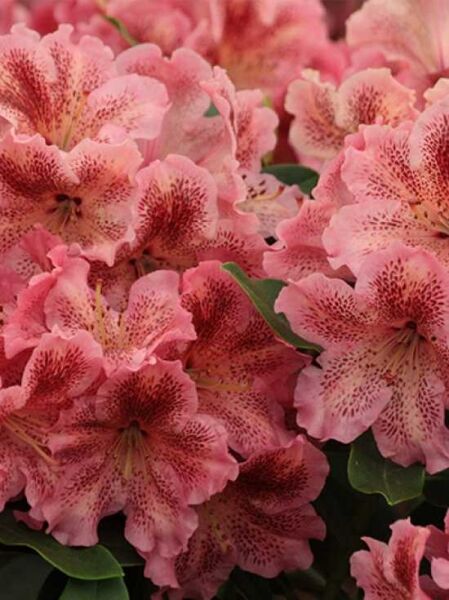 Rhododendron Hybride 'Djingestan' / Rhododendron 'Djingestan'