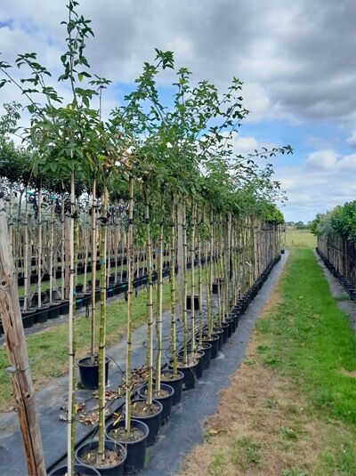 Laburnum watereri 'Vossii' / Edel-Goldregen 180 cm Stamm C20, Hochstamm im Container mit verzweigter Krone und grünem Laub
