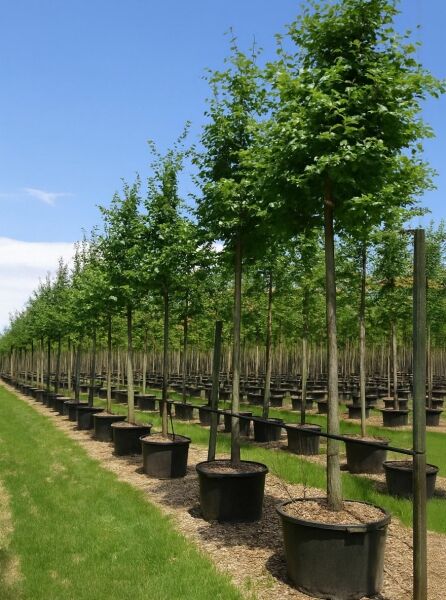Parrotia persica, Eisenholzbaum, Parrotie Hochstamm 14-16 StU im Container, Baum mit geradem Stamm und grüner Krone im Topf.