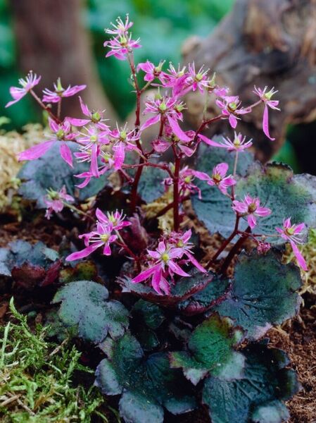 Herbst-Steinbrech &#039;Black Ruby ®&#039; / Saxifraga cortusifolia var. fortunei &#039;Black Ruby ®&#039;
