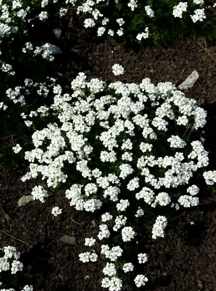 Hutchinsia alpina (Alpen-Gemskresse) als niedriger, polsterförmiger Bodendecker mit vielen kleinen weißen Blüten.
