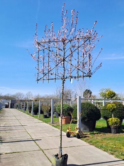 Blut-Pflaume &#039;Hochstamm-Spalier&#039; H:120 B:140 T:10 (Stamm 200 cm) / Prunus cerasifera Nigra (874605)