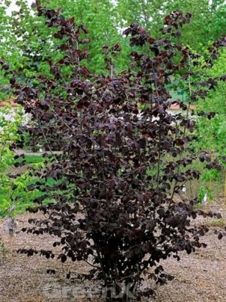 Rotblättrige Zellernuss 'Zellernuss' / Corylus avellana 'Zellernuss'