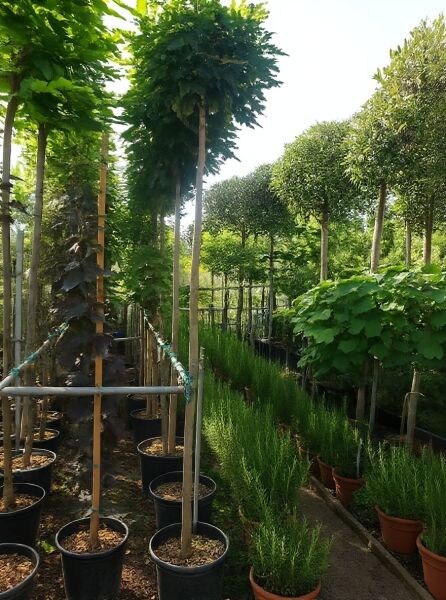 Acer platanoides 'Globosum' Kugel-Ahorn, 180 cm Stamm 8-10 StU, Baum im Container mit kugelförmiger Krone.