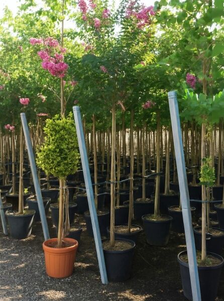 Lagerstroemia indica (Flieder des Südens) Hochstamm im Container mit rosafarbenen Blütenrispen und grünem Laub