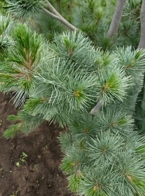Kompakte blaue Mdchenkiefer - Pinus parviflora 'Negishi' - Baumschule  NewGarden