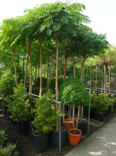 Seidenbaum Albizia julibrissin 'Ombrella'/'Boubri' Hochstamm im Container mit geradem Stamm und schirmförmiger Krone, Laubbaum im Topf