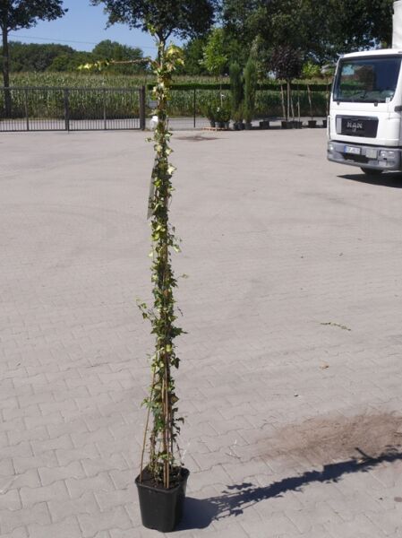 Hedera helix 'Goldheart' (Efeu 'Goldheart') 100-125 cm C3, kletternde Pflanze im Topf am Stab, grün-gelb panaschierte Blätter