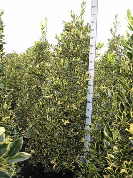 Groblatt-Stechpalme 'Golden King' - Ilex altaclerensis 'Golden King'