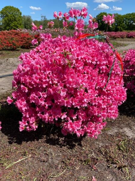 Rhododendron obtusum 'Madame Albert van Hecke' / Japanische Azalee 'Madame Albert van Hecke', Solitär, pinke Blüten, 70–80 cm breit