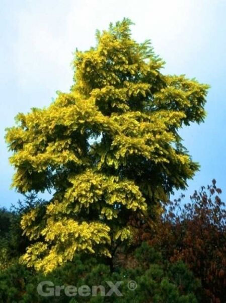 Goldblatt-Robinie / Gold-Robinie / Robinia pseudoacacia 'Frisia'