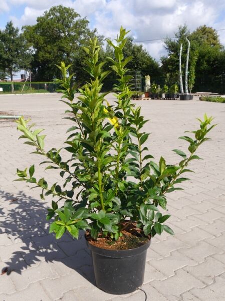 Forsythie 'Mindor' / Forsythie 'Mindor'