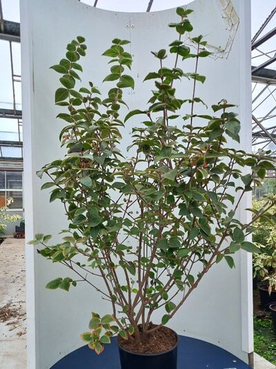 Viburnum carlesii 'Aurora' / Koreanischer Duft-Schneeball 'Aurora', Strauch im Container C20, ca. 150–175 cm, belaubt