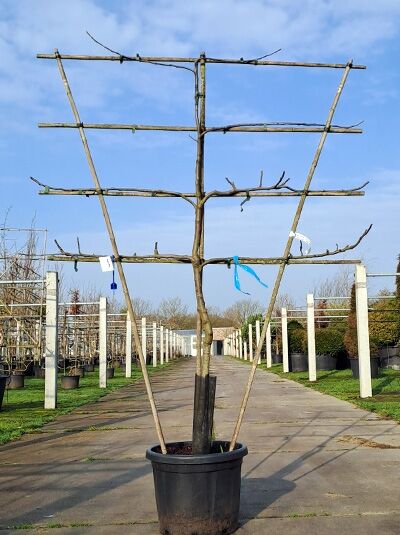 Apfelspalier 'Hauxapfel' H:130 B:160 T:20 (Stamm 90 cm) / Malus domestica 'Hauxapfel' (876011)