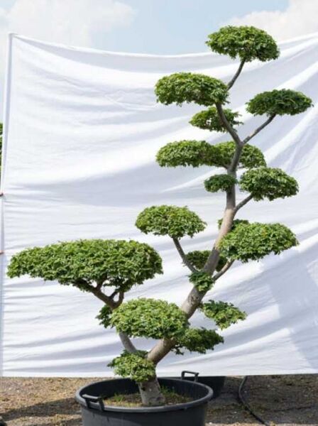 Garten-Bonsai (601) / Ulmus minor 'Jacqueline Hillier' H: 210 cm B: 170 cm