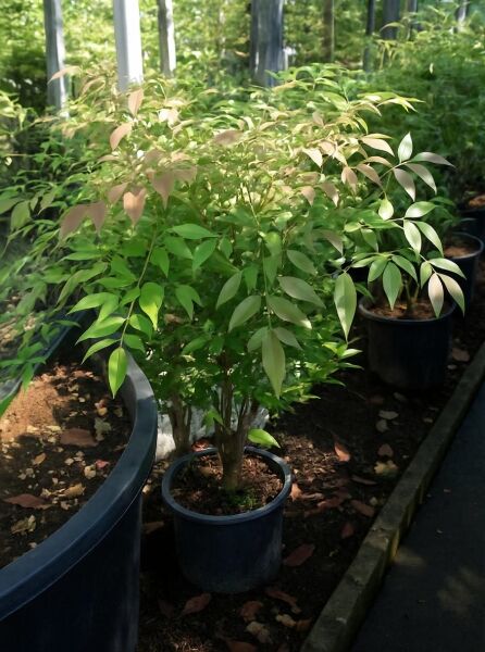 Nandina domestica (Heiliger Bambus/Himmelsbambus) 60–80 cm C5, mehrtriebiger Strauch im schwarzen Container mit grünem Laub