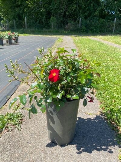 Bodendeckerrose Rosa 'Alcantara'® im Topf (C3) mit roten Blüten und grünem Laub